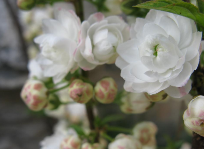笑靥花