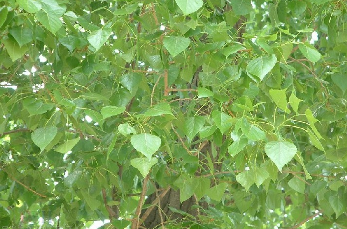 小叶杨