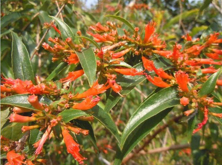 虾子花叶