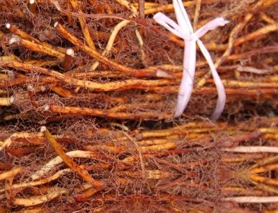 小山豆根