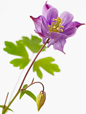 小叶假耧斗菜
