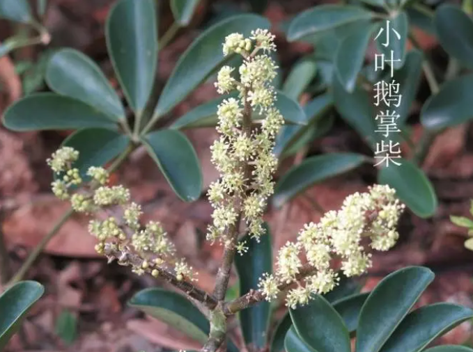 小叶鹅掌柴