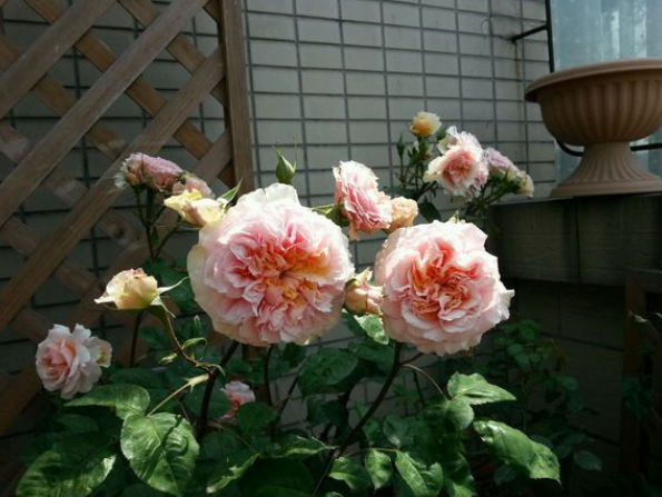 小苏苏棵花