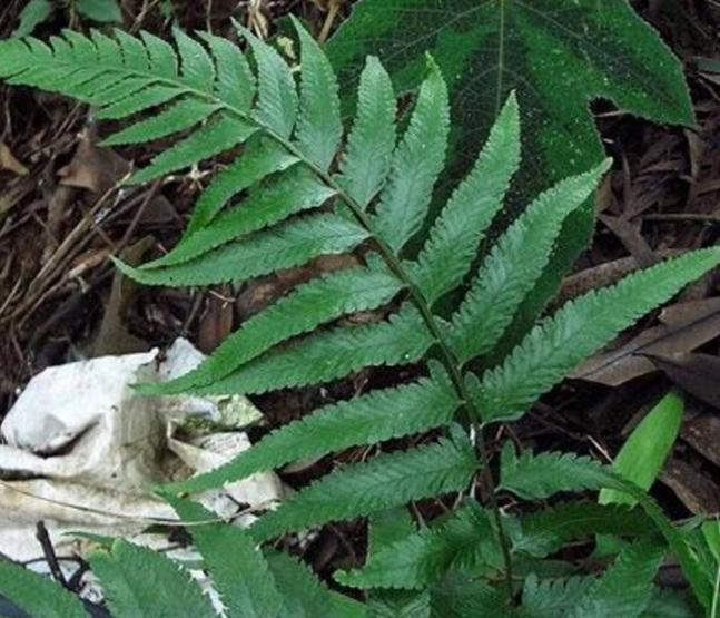 小叶山鸡尾巴草