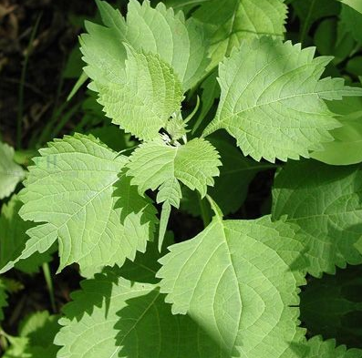 狭叶香茶菜