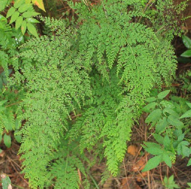 小叶金花草