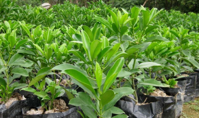 小叶凤凰尾巴草