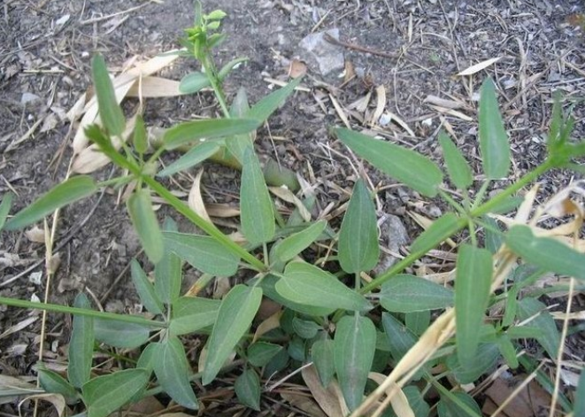 小茜草