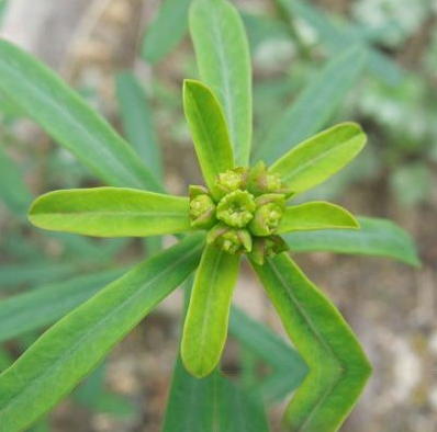 小药木