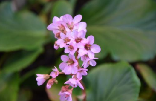 小岩白菜