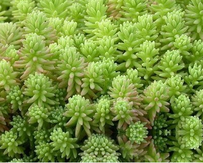小万年草