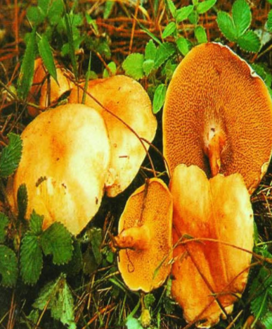 小牛肝菌