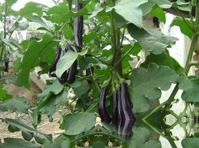小茄
