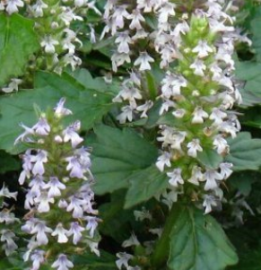 小毛香