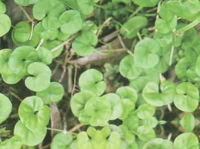 小金挖耳