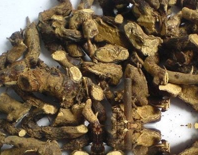 淫羊藿根