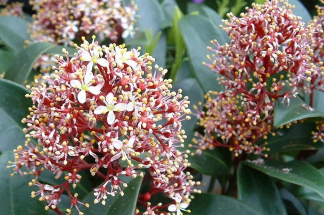 茵芋