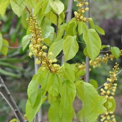 特異別稱生產金絲矮陀陀,黃鼠狼,金毛,活血化瘀草,青蕨,金毛獅子草,石