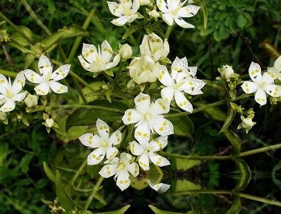 翼梗獐牙菜