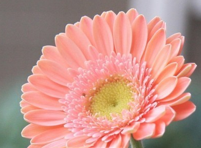 一包花