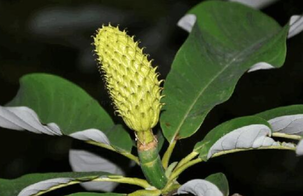 野厚朴花的功效与作用