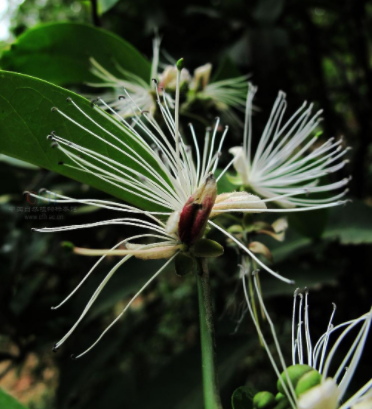 野香橼花