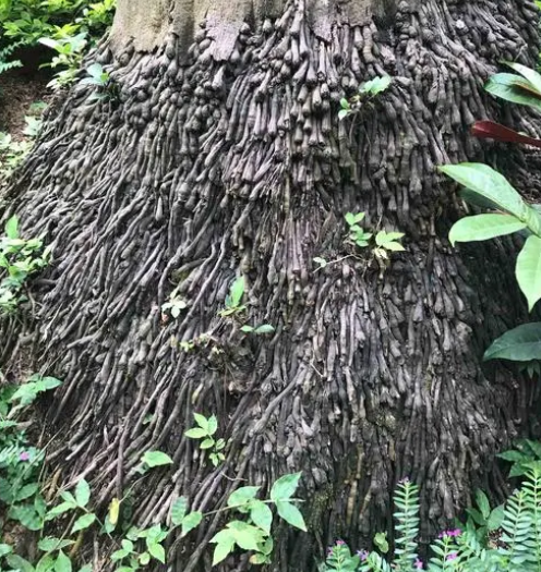 椰根