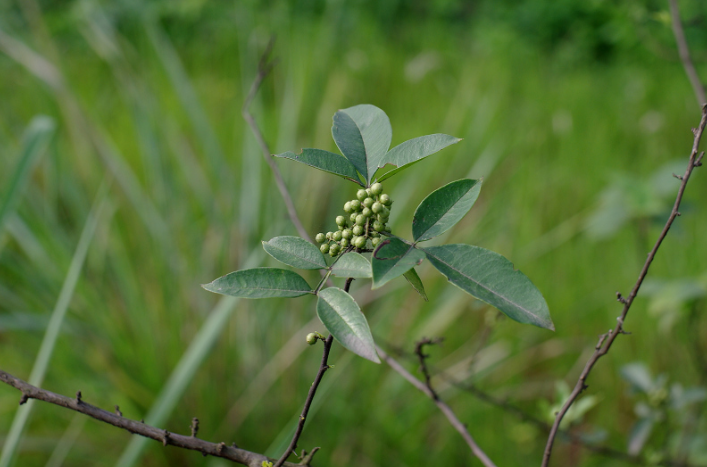 野花椒皮