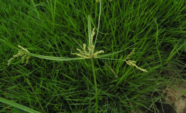 野席草