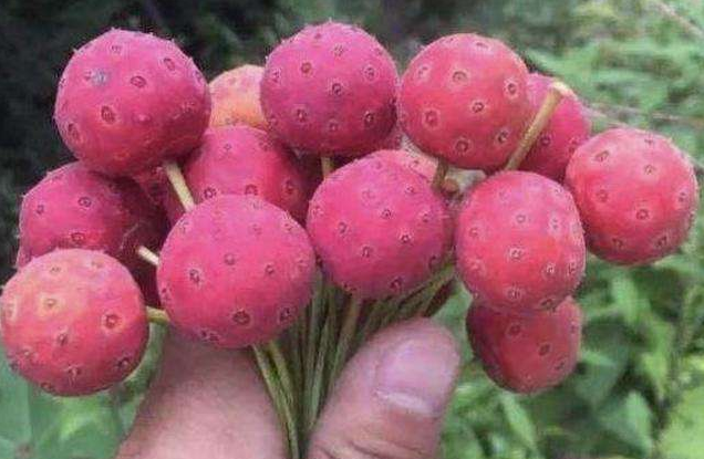 野荔枝果