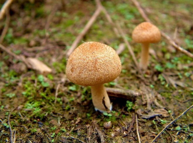 野蘑菇