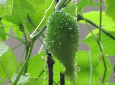野苦瓜