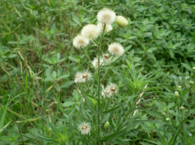 野塘蒿