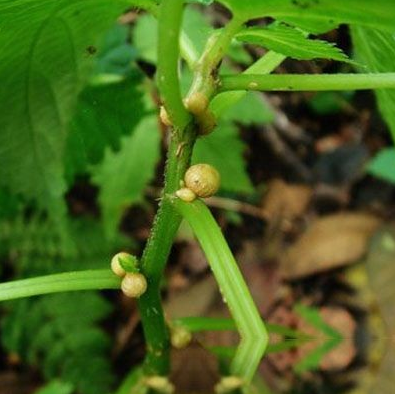 野绿麻根