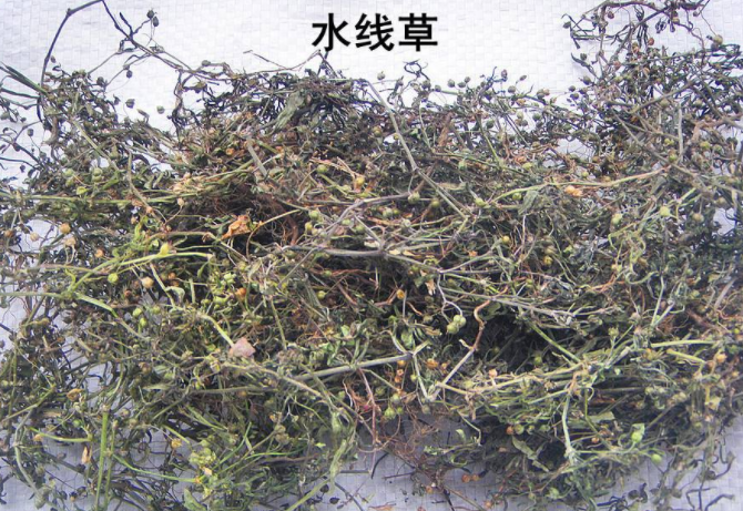 水线草的功效与作用_美健品健康网