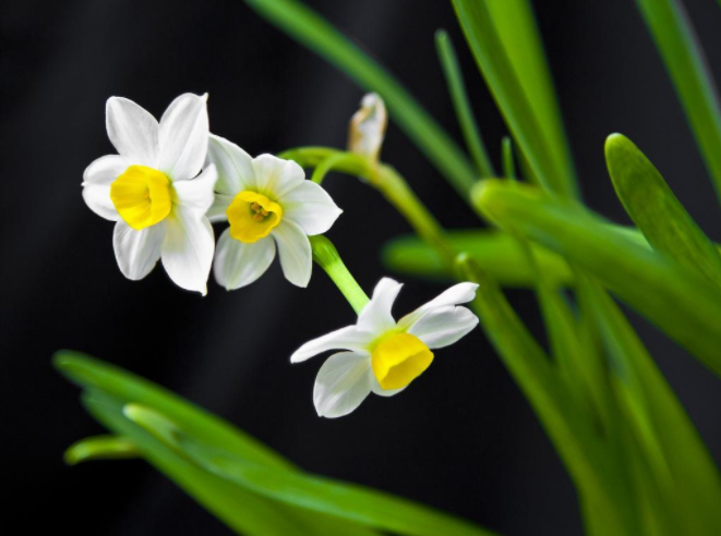 水仙花