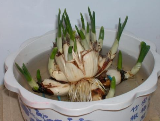 水仙根
