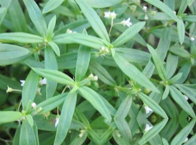 水虾子草