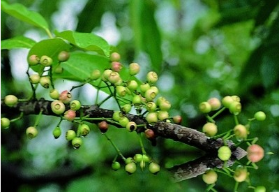 水翁根