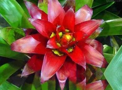水塔花叶