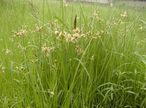 水莎草