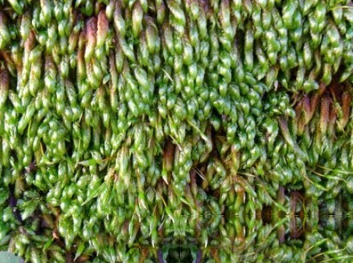 水木草
