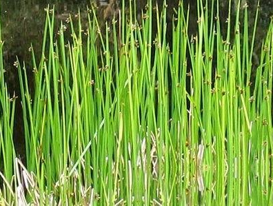 水毛花根