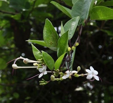 水胡满根