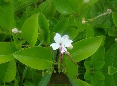 水胡满