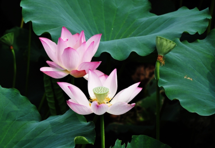 水芙蓉