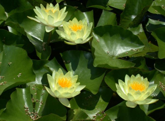水百合