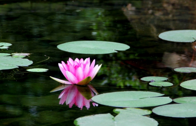 芡實莖