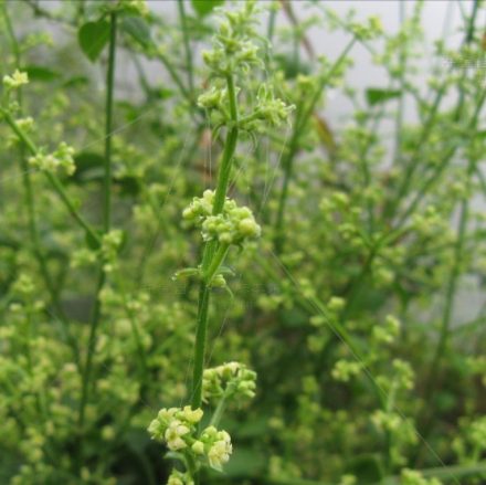 茜草藤