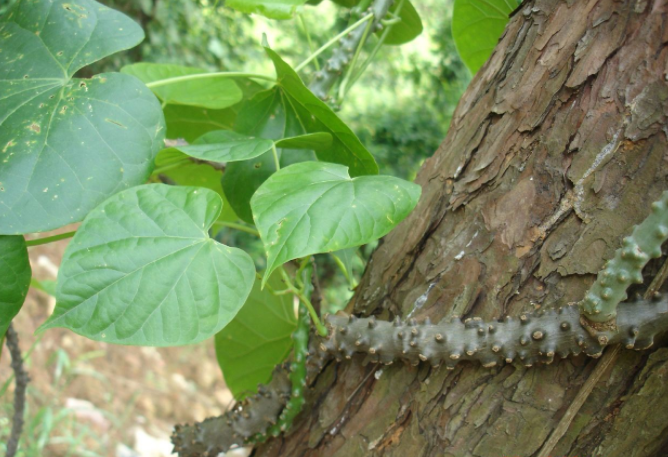千里找根